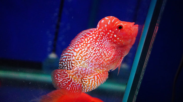 Rare Kamfa Golden Base Flowerhorn 3.5 inch