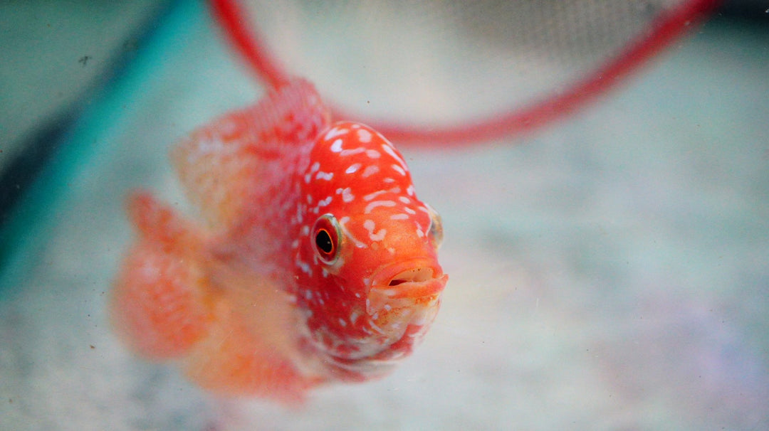 Rare Kamfa Golden Base Flowerhorn 3.5 inch