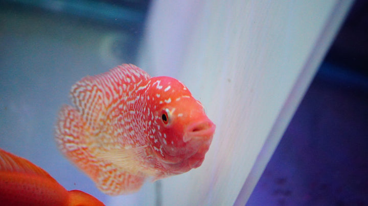 Rare Kamfa Golden Base Flowerhorn 3.5 inch