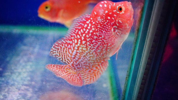 Rare Kamfa Golden Base Flowerhorn 3.5 inch