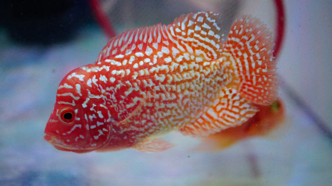 Rare Kamfa Golden Base Flowerhorn 3.5 inch