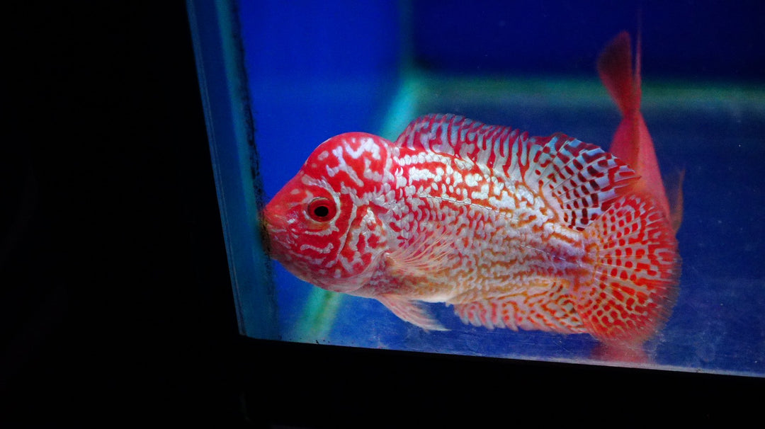 Rare Kamfa Golden Base Flowerhorn 3.5 inch