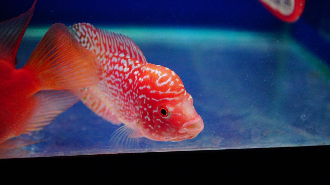 Rare Kamfa Golden Base Flowerhorn 3.5 inch
