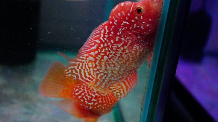 Rare Kamfa Golden Base Flowerhorn 3.5 inch