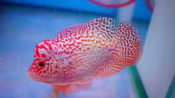 Rare Kamfa Golden Base Flowerhorn 3.5 inch