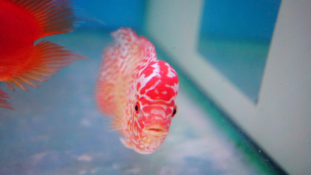 Rare Kamfa Golden Base Flowerhorn 3.5 inch