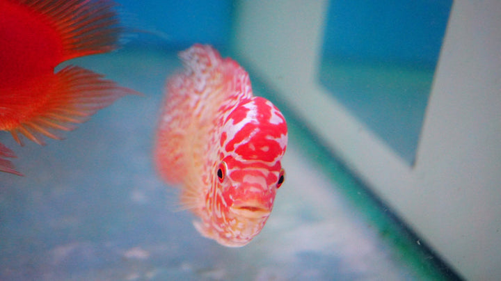 Rare Kamfa Golden Base Flowerhorn 3.5 inch