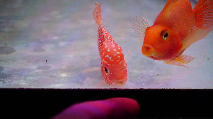 Rare Kamfa Golden Base Flowerhorn 3.5 inch