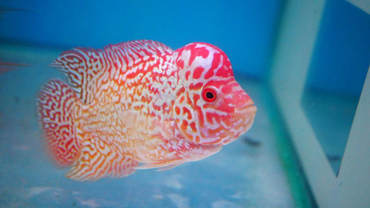 Rare Kamfa Golden Base Flowerhorn 3.5 inch