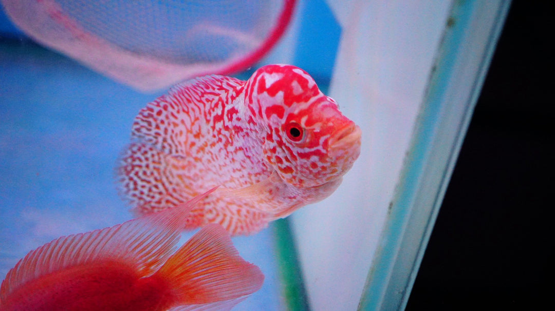 Rare Kamfa Golden Base Flowerhorn 3.5 inch