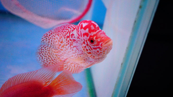 Rare Kamfa Golden Base Flowerhorn 3.5 inch
