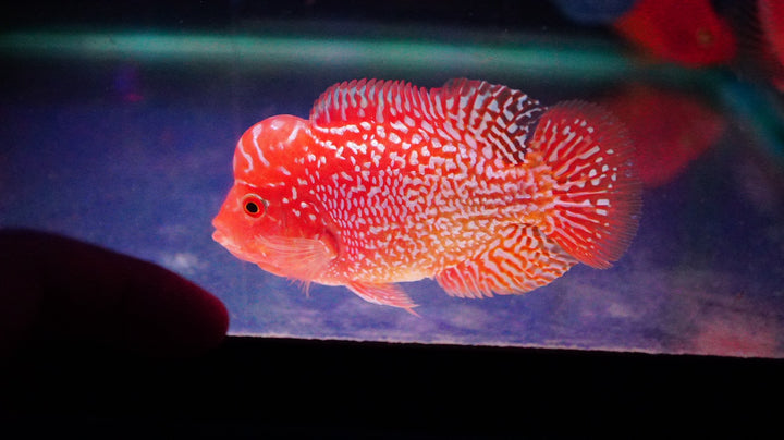 Rare Kamfa Golden Base Flowerhorn 3.5 inch