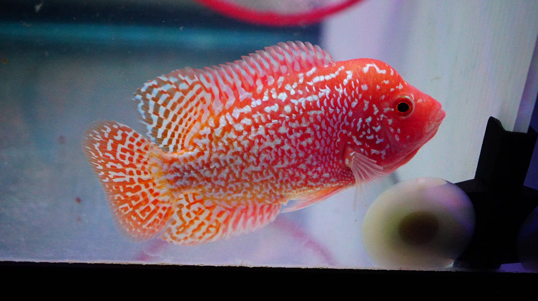 Rare Kamfa Golden Base Flowerhorn 3.5 inch