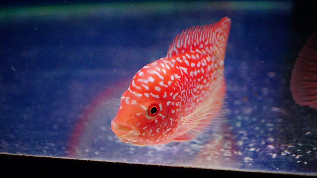 Rare Kamfa Golden Base Flowerhorn 3.5 inch
