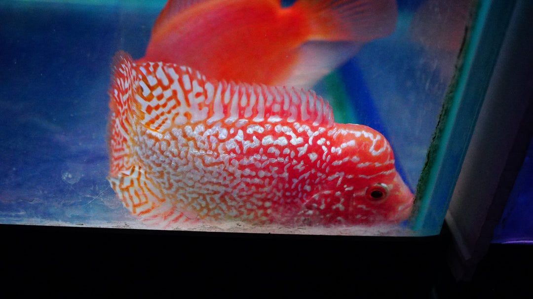Rare Kamfa Golden Base Flowerhorn 3.5 inch
