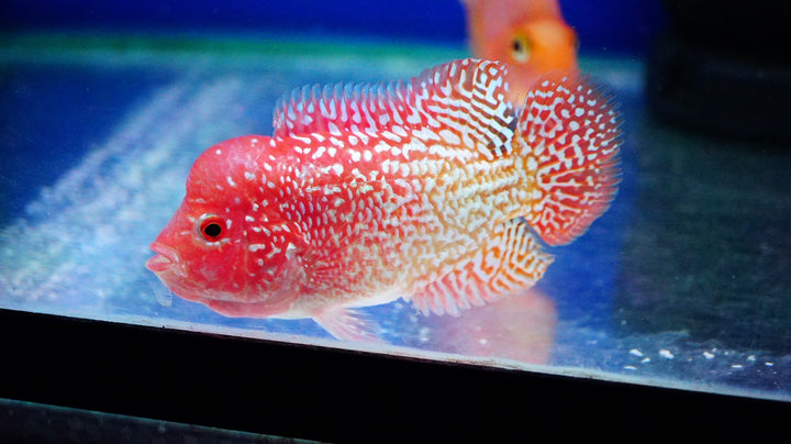 Rare Kamfa Golden Base Flowerhorn 3.5 inch