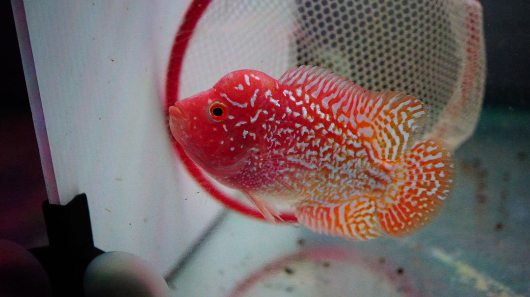 Rare Kamfa Golden Base Flowerhorn 3.5 inch