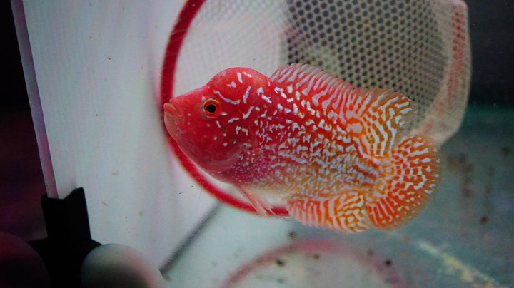 Rare Kamfa Golden Base Flowerhorn 3.5 inch