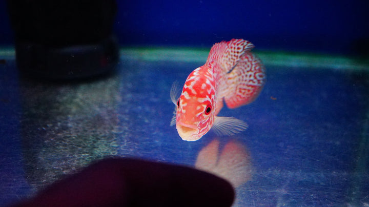 Rare Kamfa Golden Base Flowerhorn 3.5 inch