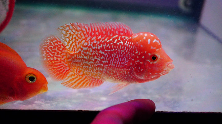 Rare Kamfa Golden Base Flowerhorn 3.5 inch