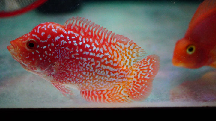 Rare Kamfa Golden Base Flowerhorn 3.5 inch