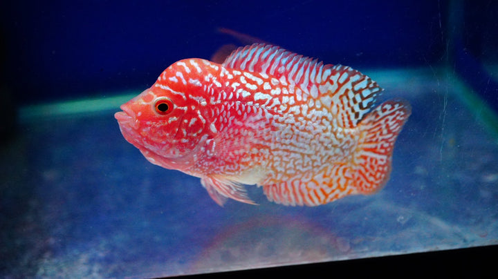 Rare Kamfa Golden Base Flowerhorn 3.5 inch