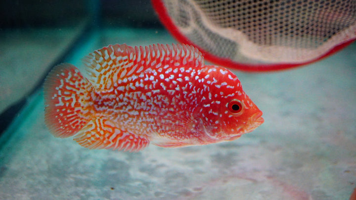 Rare Kamfa Golden Base Flowerhorn 3.5 inch