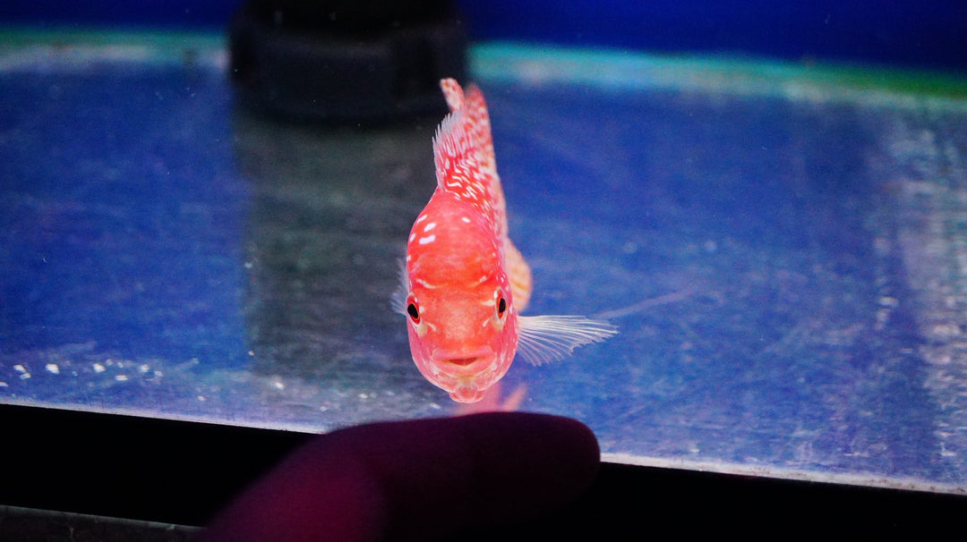 Rare Kamfa Golden Base Flowerhorn 3.5 inch