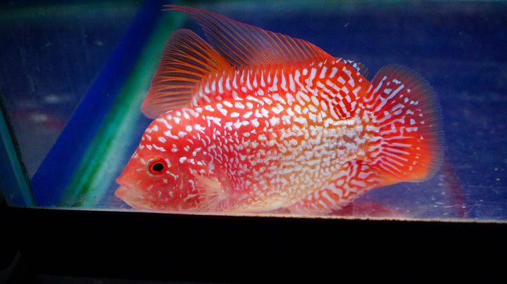 Rare Kamfa Golden Base Flowerhorn 3.5 inch