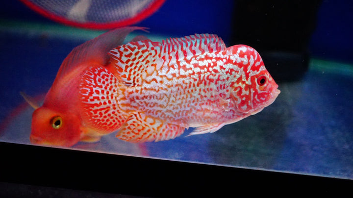 Rare Kamfa Golden Base Flowerhorn 3.5 inch