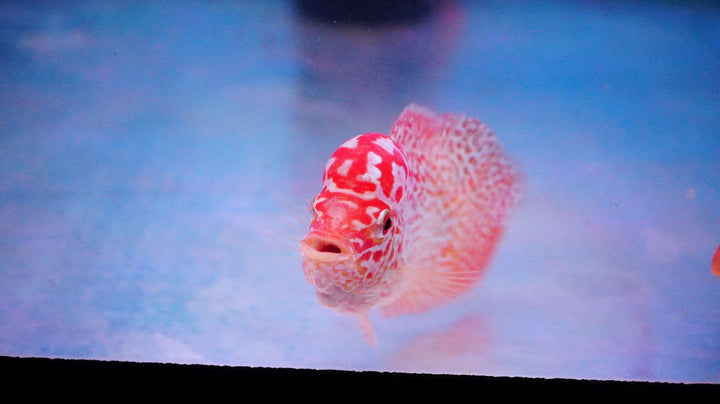 Rare Kamfa Golden Base Flowerhorn 3.5 inch