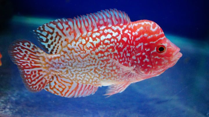 Rare Kamfa Golden Base Flowerhorn 3.5 inch