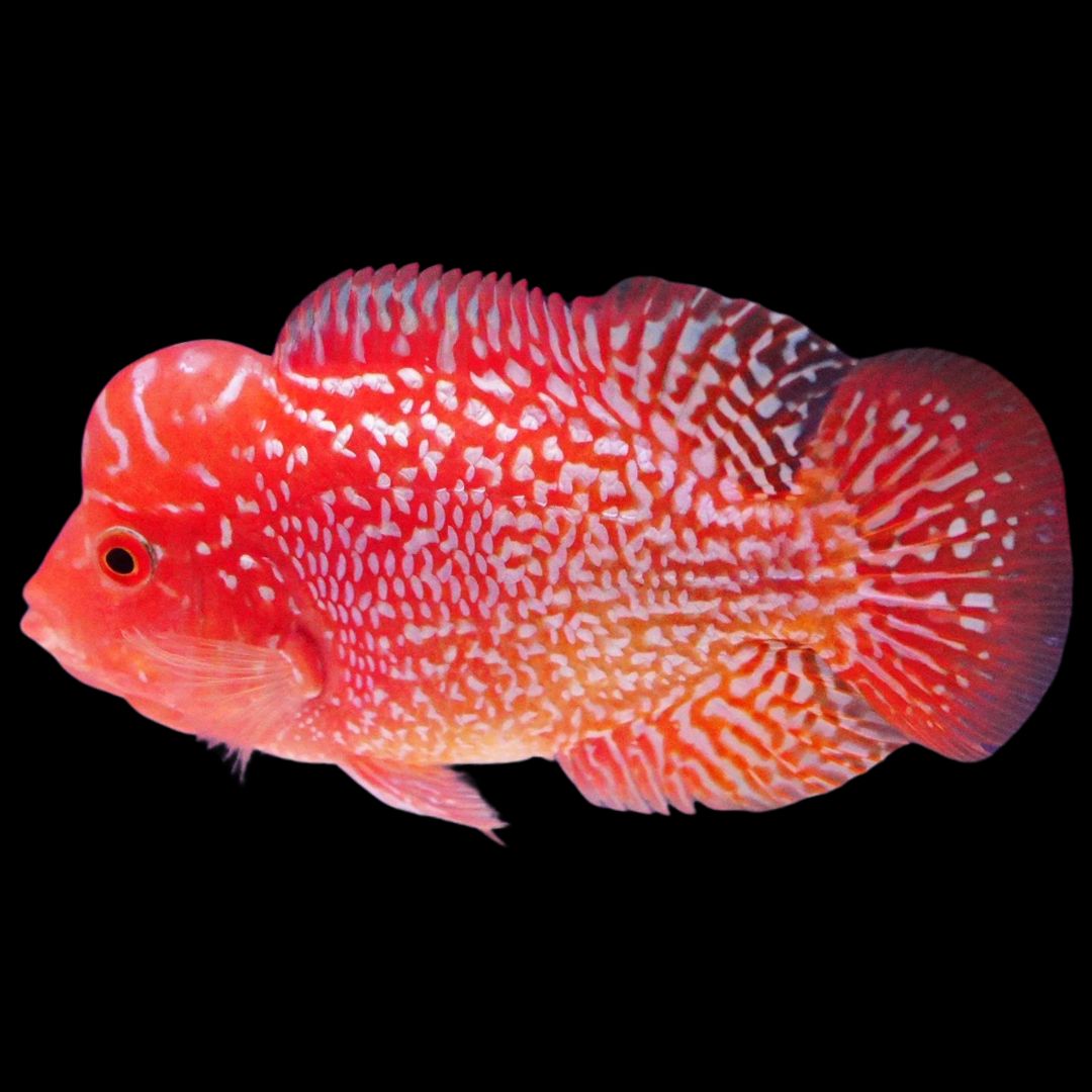 Rare Kamfa Golden Base Flowerhorn 3.5 inch