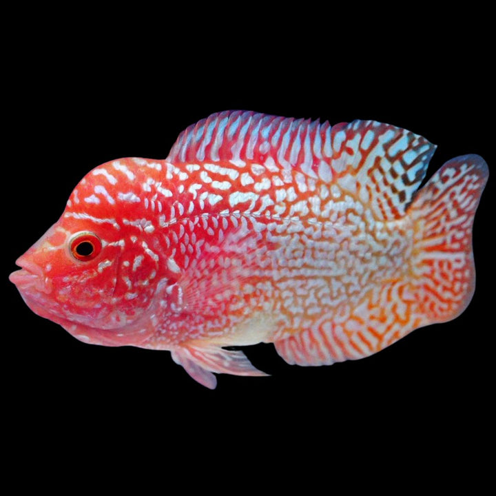 Rare Kamfa Golden Base Flowerhorn 3.5 inch