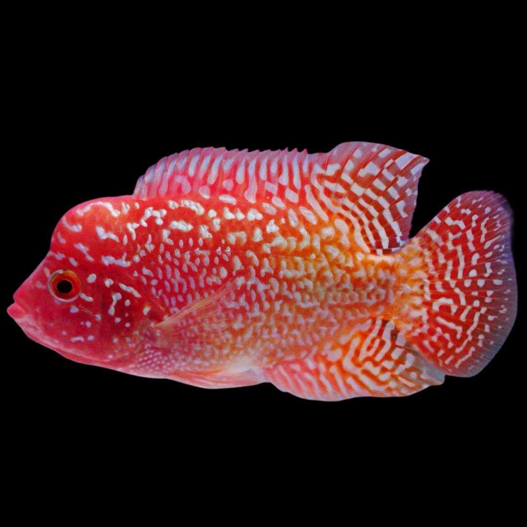 Rare Kamfa Golden Base Flowerhorn 3 inch