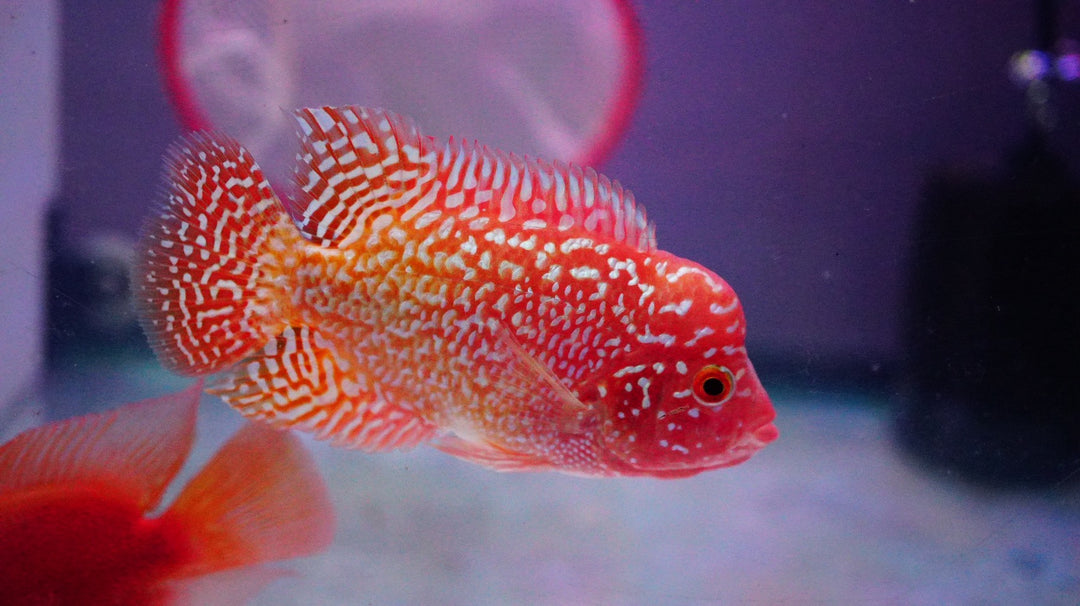 Rare Kamfa Golden Base Flowerhorn 3 inch