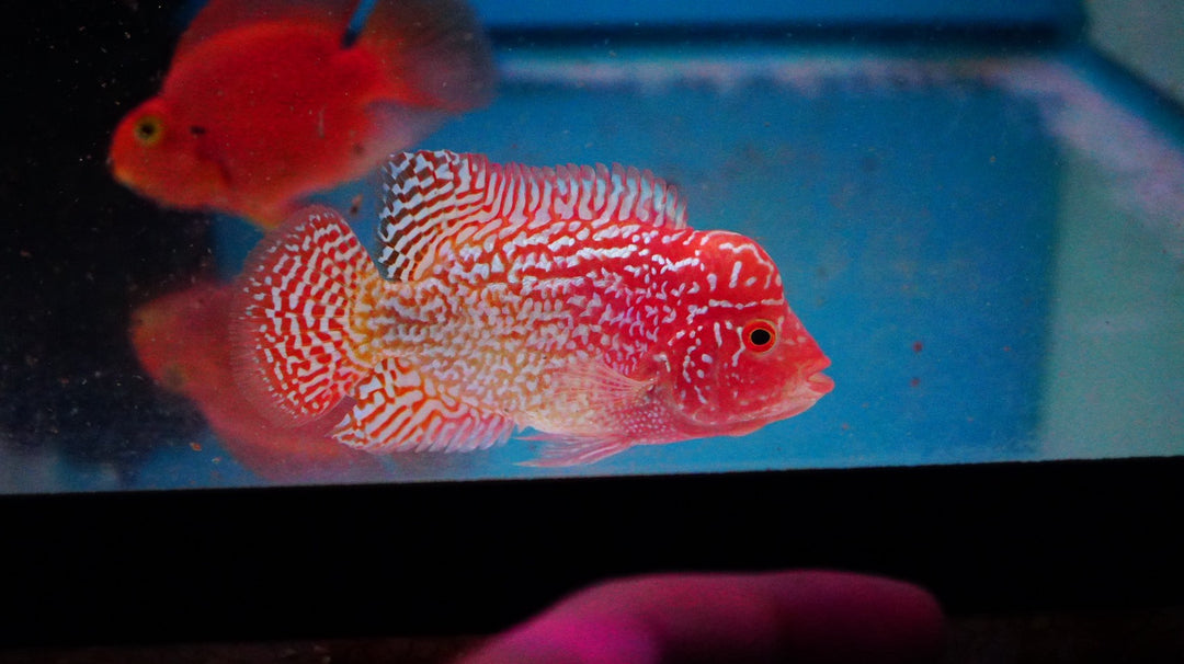 Rare Kamfa Golden Base Flowerhorn 3 inch