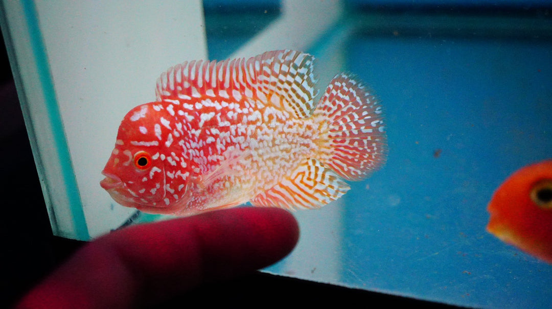 Rare Kamfa Golden Base Flowerhorn 3 inch
