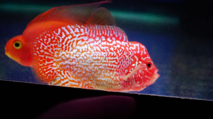 Rare Kamfa Golden Base Flowerhorn 3 inch