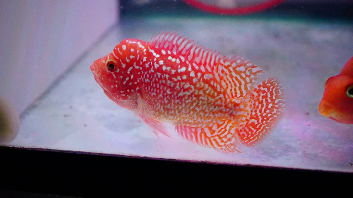Rare Kamfa Golden Base Flowerhorn 3 inch
