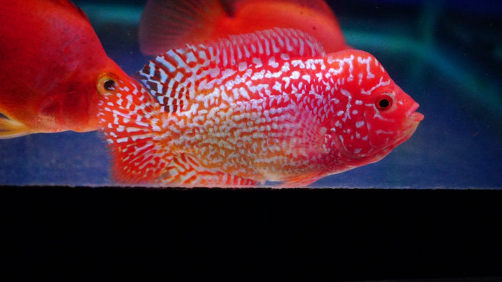 Rare Kamfa Golden Base Flowerhorn 3 inch