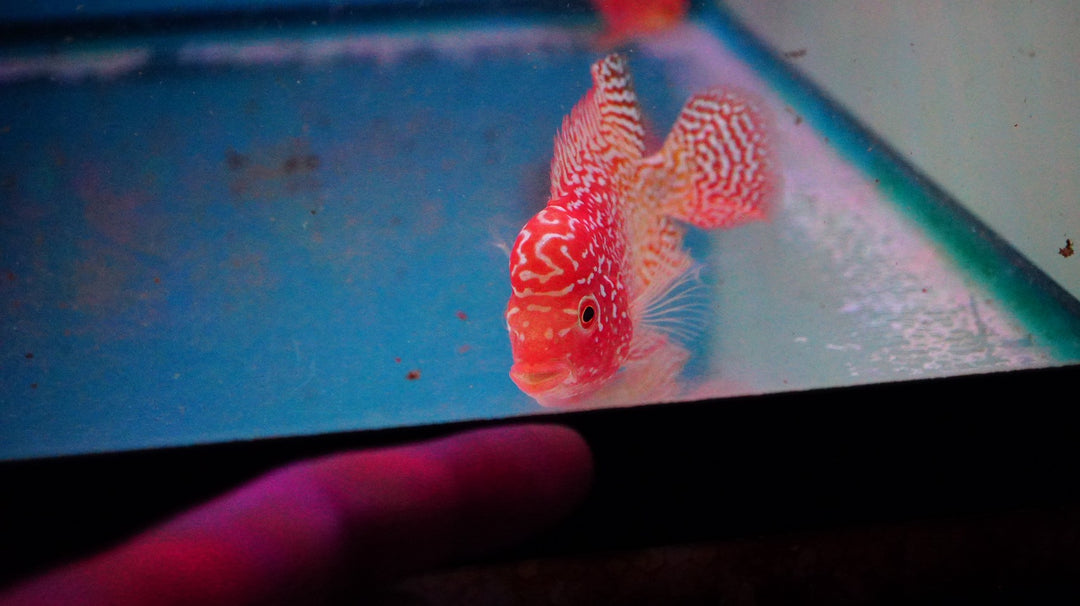 Rare Kamfa Golden Base Flowerhorn 3 inch
