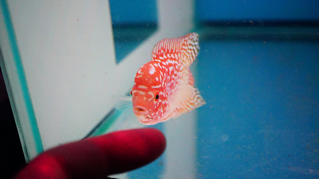 Rare Kamfa Golden Base Flowerhorn 3 inch