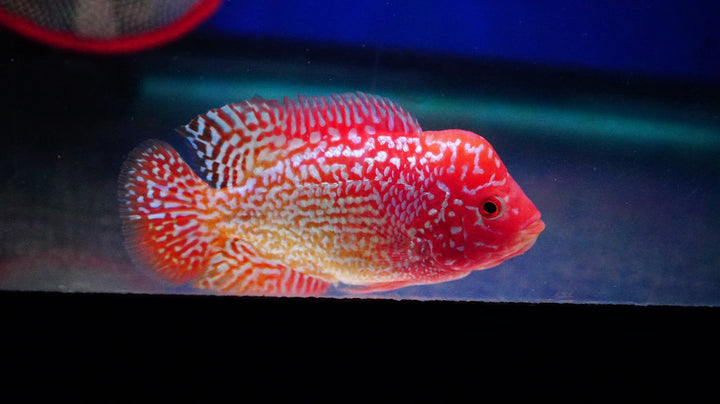 Rare Kamfa Golden Base Flowerhorn 3 inch