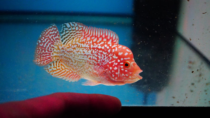 Rare Kamfa Golden Base Flowerhorn 3 inch