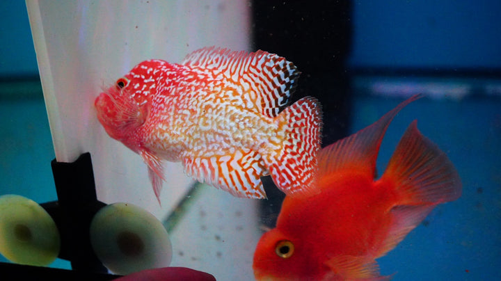Rare Kamfa Golden Base Flowerhorn 3 inch