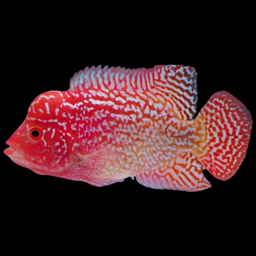 Rare Kamfa Golden Base Flowerhorn 3 inch