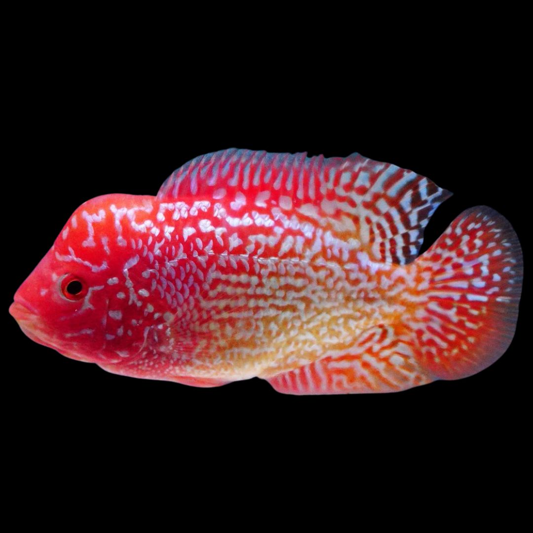 Rare Kamfa Golden Base Flowerhorn 3 inch