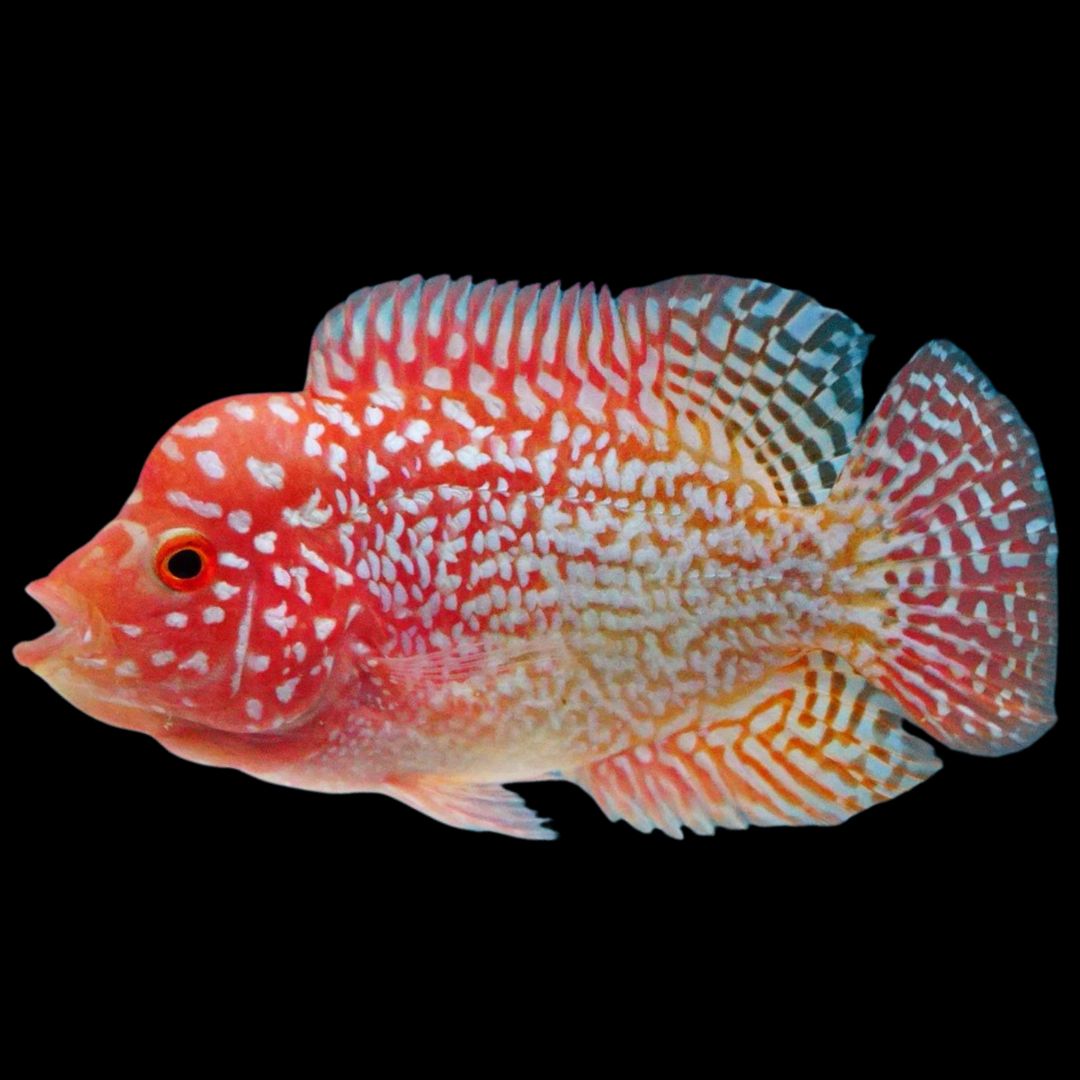 Rare Kamfa Golden Base Flowerhorn 3 inch