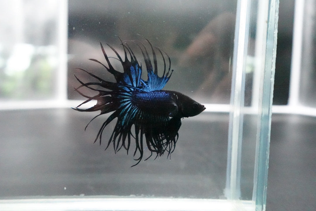 Rare King Crowntail Betta Fish